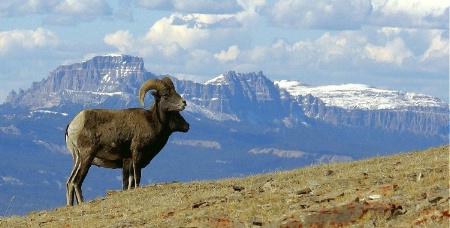 Bighorns!