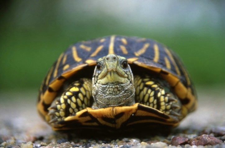 Ornate Box Turtle - Valentine N.W.R. - Nebraska - ID: 3113913 © Larry Lightner