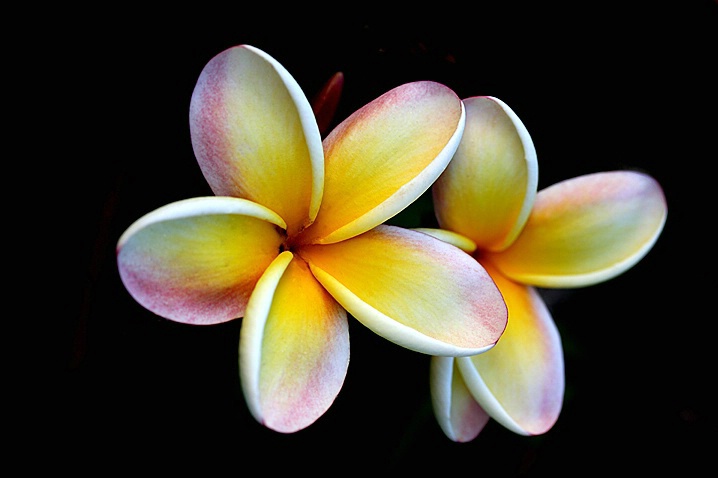 Plumeria - ID: 3114371 © Janine Russell