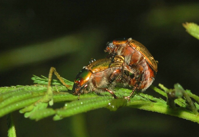 Insects Mating #3