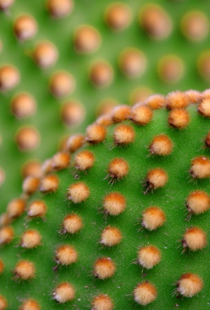 Prickly Macro