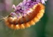 The Wooly Worm