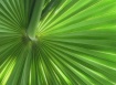 Pritchardia Pacif...