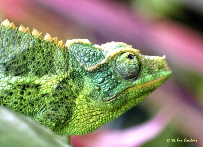 Ms Chameleon - ID: 3119803 © Fax Sinclair