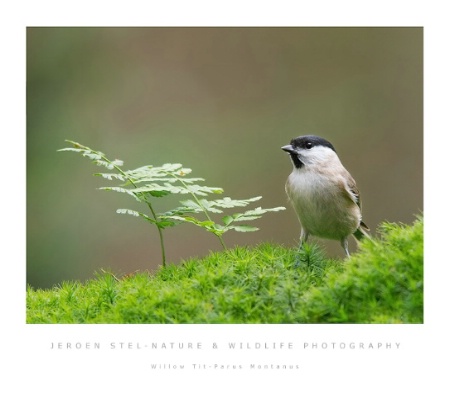 Willow tit-Parus montanus