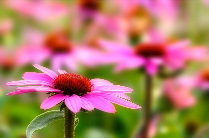 Cone Flower