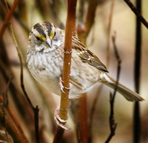 White Throated Sparrow - ID: 3122293 © John Tubbs