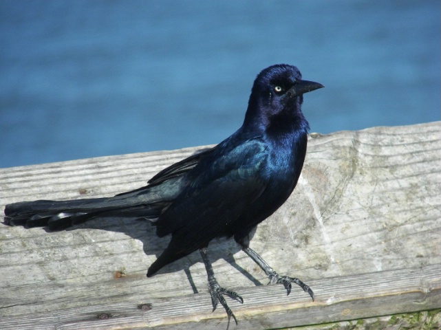 standing gaurd