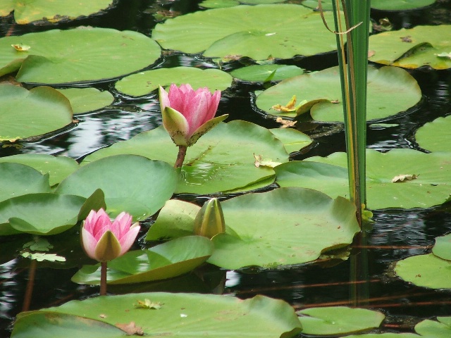 Water Lillies