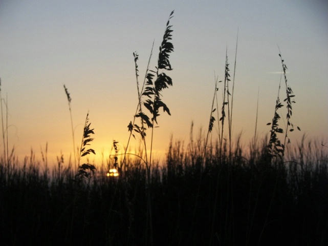 grains of amber wheat