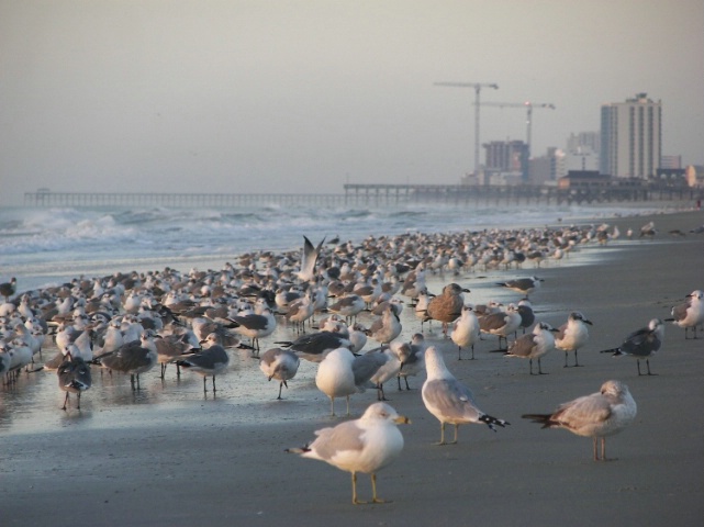 crowded beach