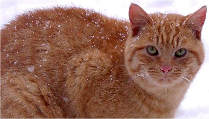 snowy orange cat
