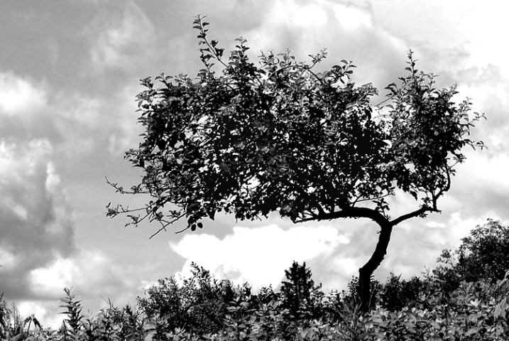 Tree on the Hill - ID: 3128285 © Laurie Daily