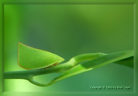 PlantHopper