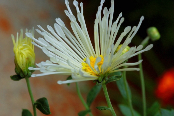 White-n-Yellow