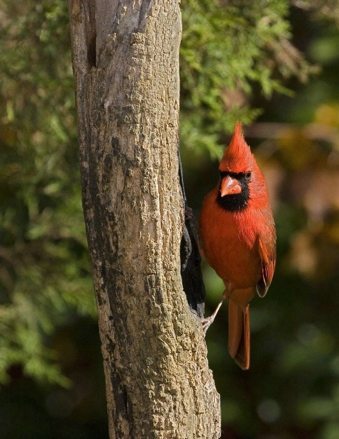 Male Cardinal - ID: 3130609 © Richard S. Young