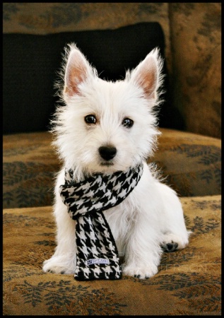 westie