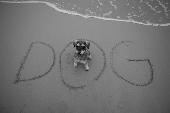 DOG on the beach