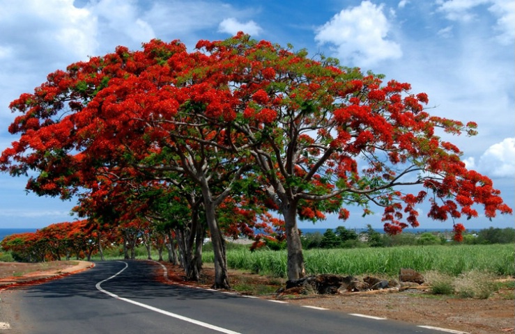 Les Flamboyants  or the Peacok trees 