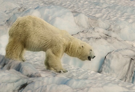 Polar bear stroll