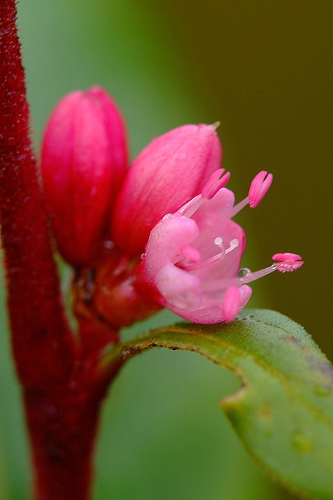 Pink Blossoms