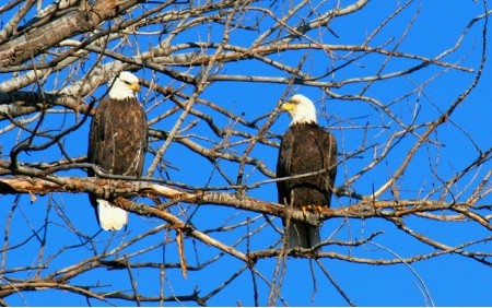 pair of bald eagles