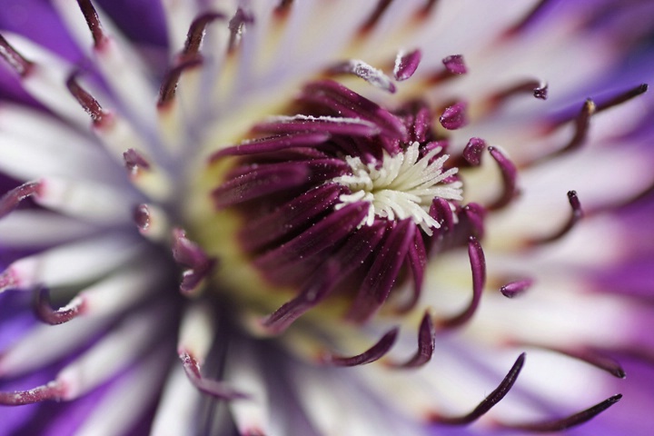 ~Clematis Closeup~