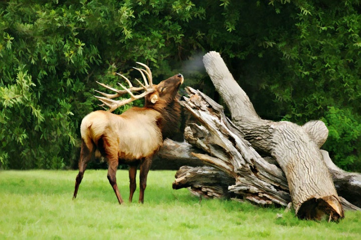 Elk In Winter