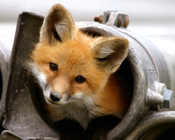 Peek-A-Boo Fox