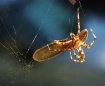 Spider Eating Bre...