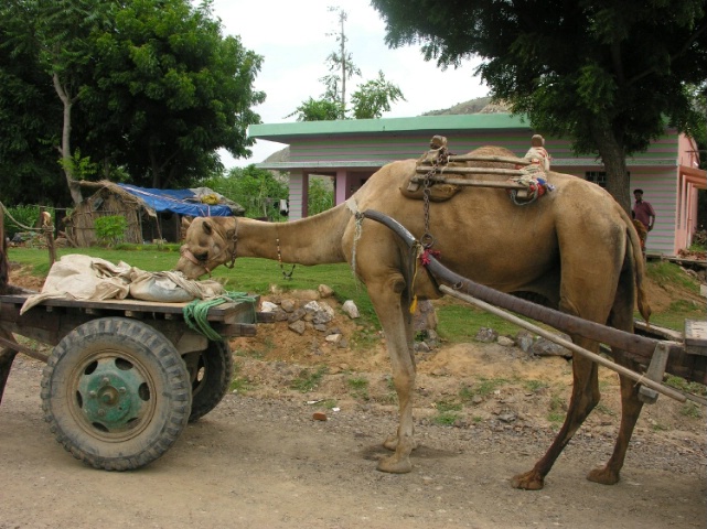 A Camel in India - ID: 3141029 © Susan L. Hoffman