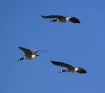 Bombay Hook Geese