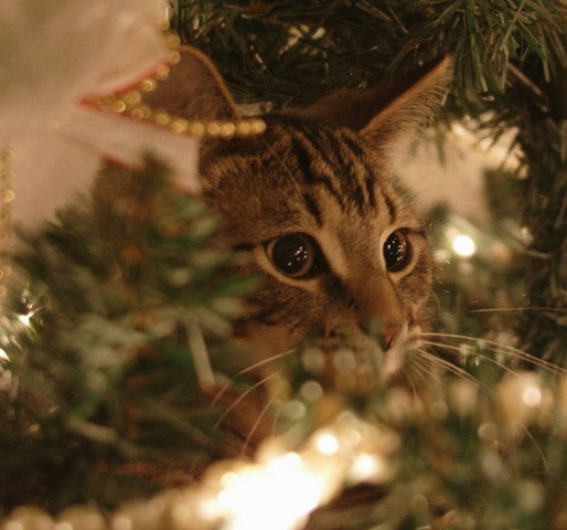 Hiding in the Xmas tree