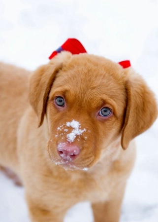 Christmas Puppy