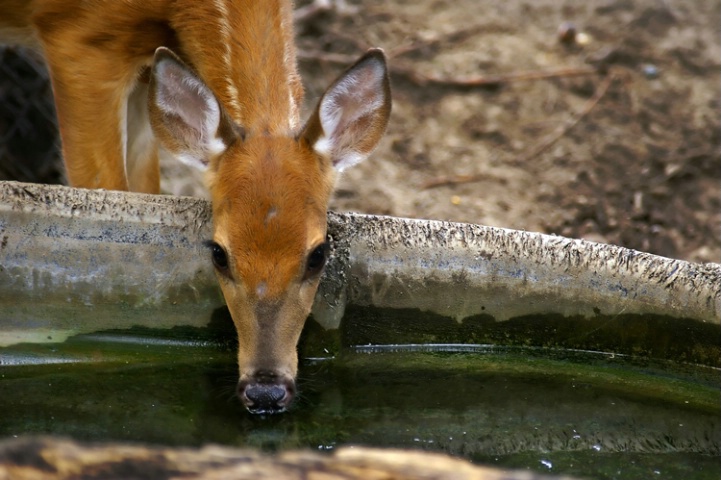 Bambi takes up drinking