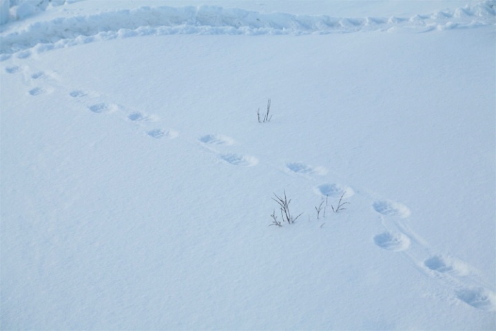 Designs in the snow