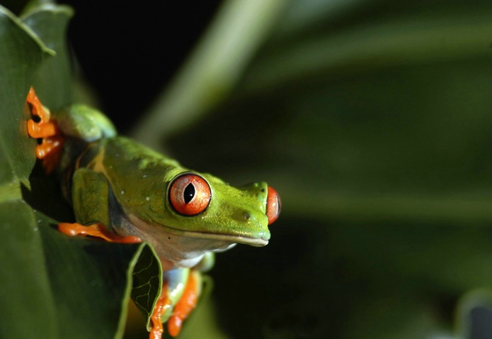 red eyed tree frog - ID: 3144857 © Michael Cenci
