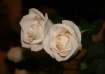 two white roses
