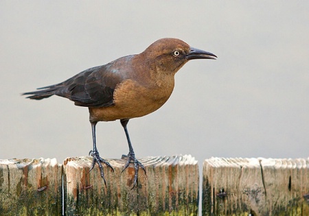 Grackle