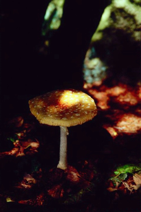 October Mushroom - ID: 3148408 © Deborah A. Prior