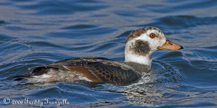 Female Long Tail Duck aka: ( Old Squaw ) - ID: 3148489 © Frederick A. Franzella