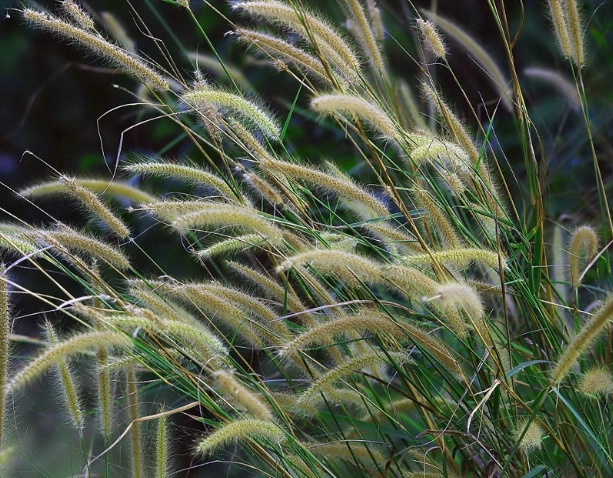 Morning Grass - ID: 3150599 © VISHVAJIT JUIKAR
