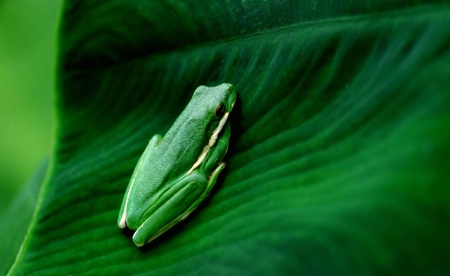 Green frog