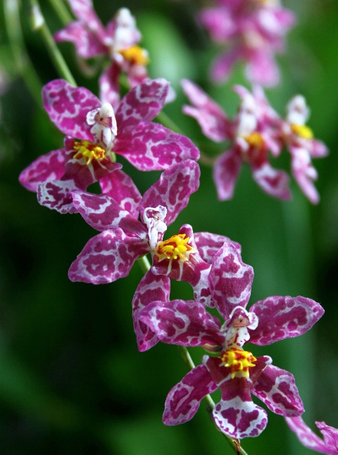 Bronx Orchids