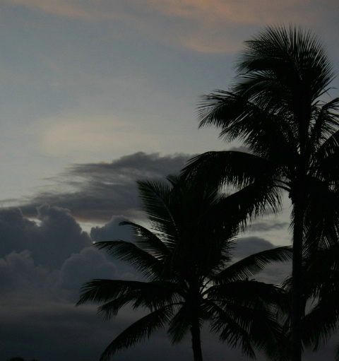 storm in the palms