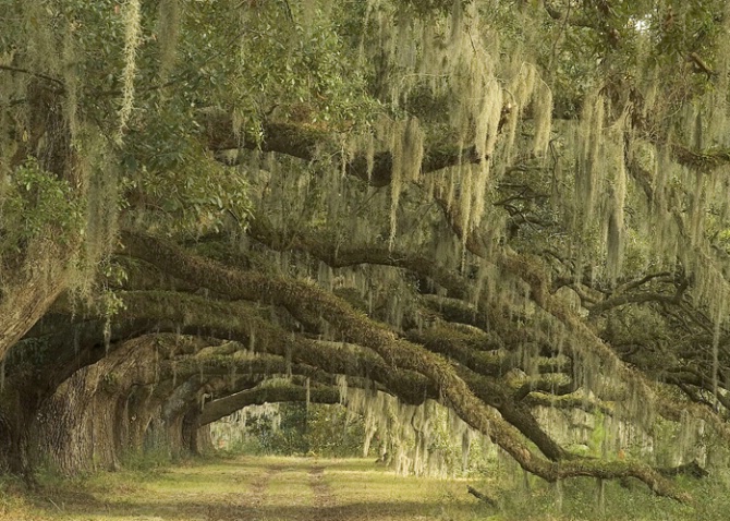 Plantation Live Oaks - ID: 3155023 © george w. sharpton