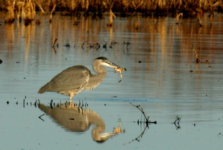 blue heron with a frog