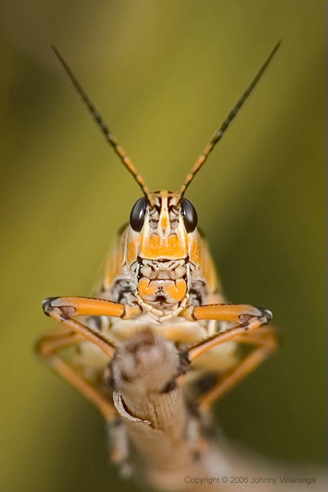 Southeastern Lubber Grasshopper