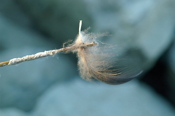 A Close-up Look at a Feather Tree