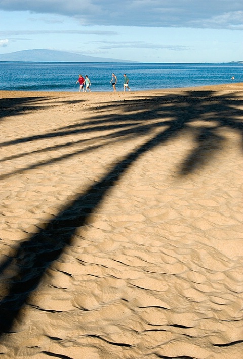 Looming Palm Tree